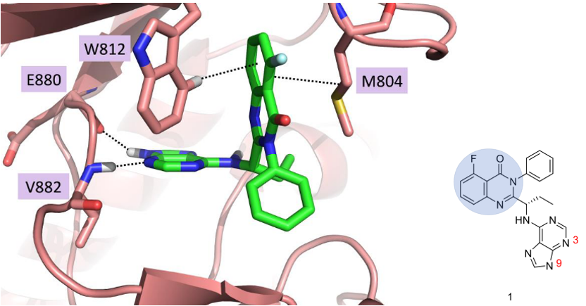 Duvelisib衍生物(化合物1)与PI3Kγ的结合模式(PDB 2CHW)