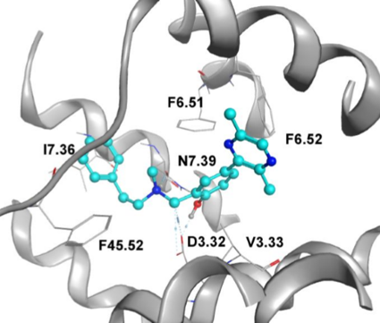 β2-AR ligands预测的结合模式