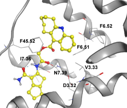 β2-AR ligands预测的结合模式