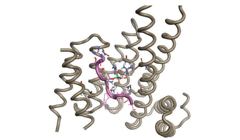 从肽类与天然产物里发现先导化合物-墨灵格的博客