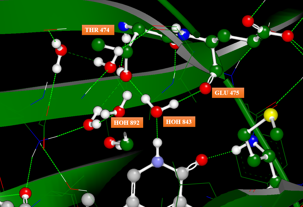 图10. PDB 6AUA的水分子HOH 843通过氢键桥连着配体与蛋白相互作用、介导着氢键网络