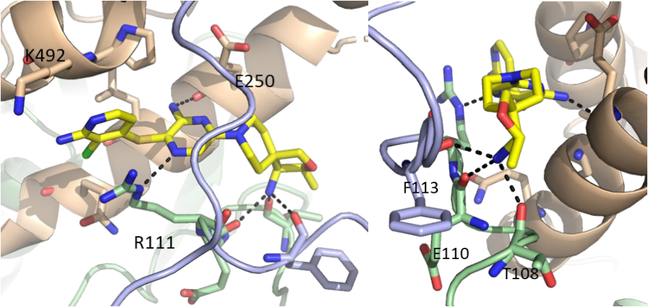 图12. 左:1与SHP2共晶结构, 2.15 Å. PDB code 7JVM。右:氨基片段与SER109, GLU110, PHE113, HIS114的相互作用