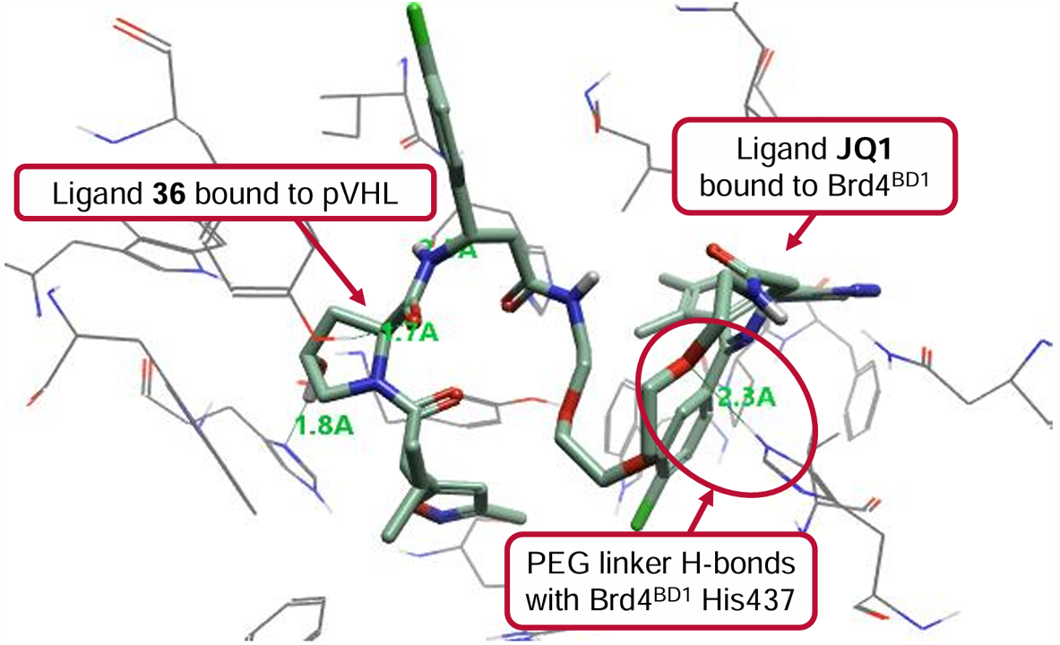 PROTAC 48结合到BRD4<sup>BD2</sup>-VHL复合物结构