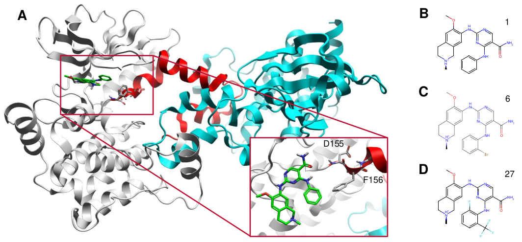 HPK1 (PDB 7M0K) 的飘带图表示以及3个抑制剂的2D结构