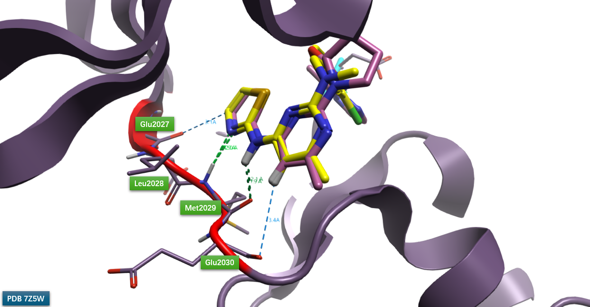 化合物31与PDB 7Z5W共晶配体在ROS1铰链区的结合模式比较