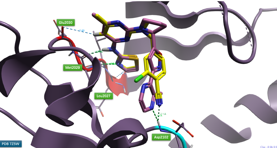化合物31与PDB 7Z5W共晶配体在ROS1 DFG区的结合模式比较