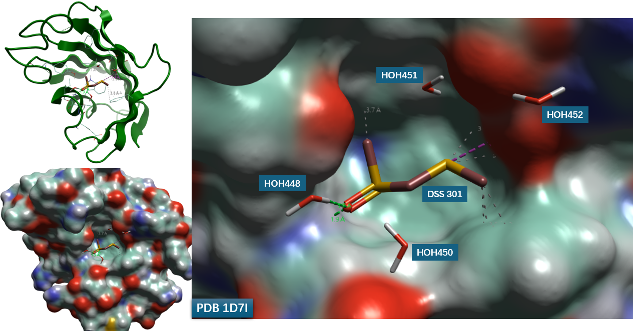 PDB 1D7I的结合位点