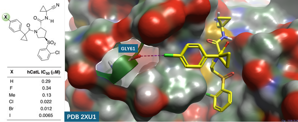 人组织蛋白酶 L(hCatL)抑制剂的SAR
