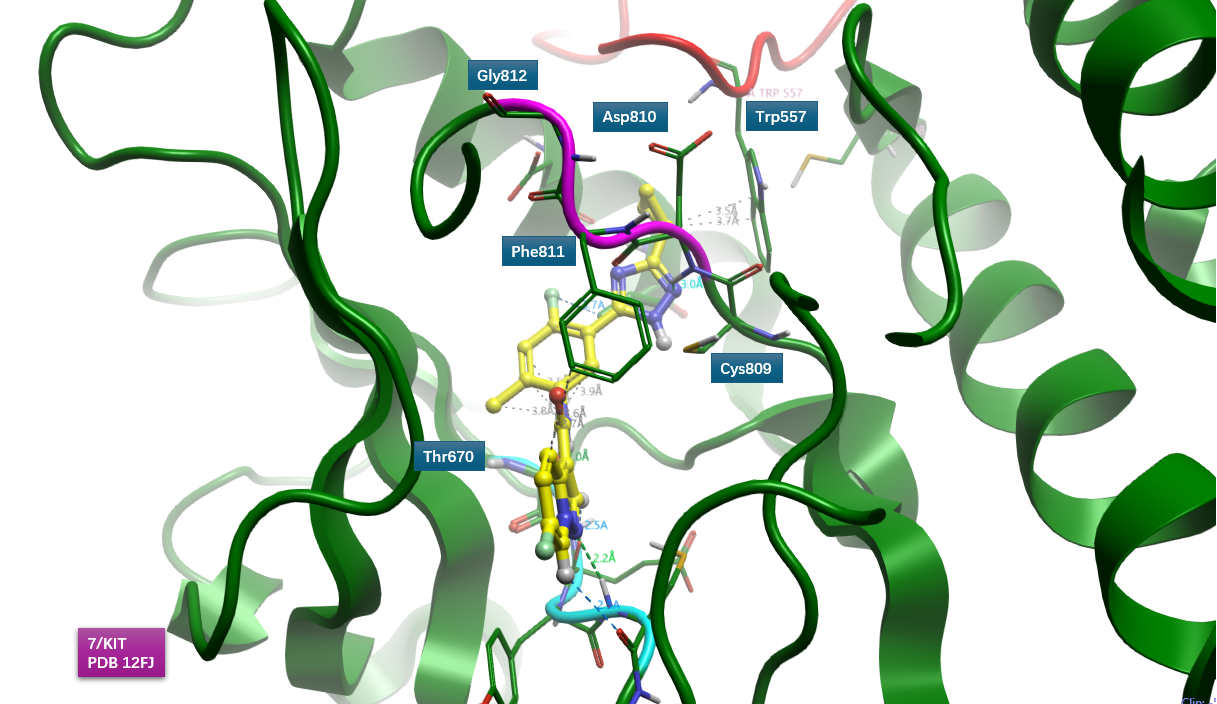 KIT（PDB 12FJ）的DFG基序（紫色飘带）及其下位门控位点 Cys809